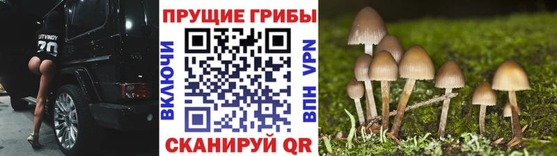 Галлюциногенные грибы мухоморы  Звенигород 